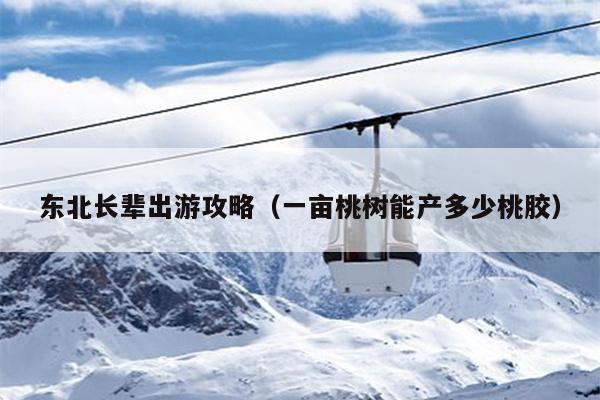 东北长辈出游攻略（一亩桃树能产多少桃胶）